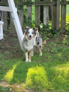 Blue Merle 1 Year old  Listing Image