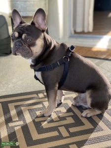 Akc certified Blue Tri-color Frenchie Stud.  Listing Image