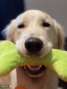 GOLDEN RETRIEVER ENGLISH CREAM Listing Image