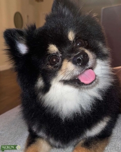 Pomeranian Stud Listing Image