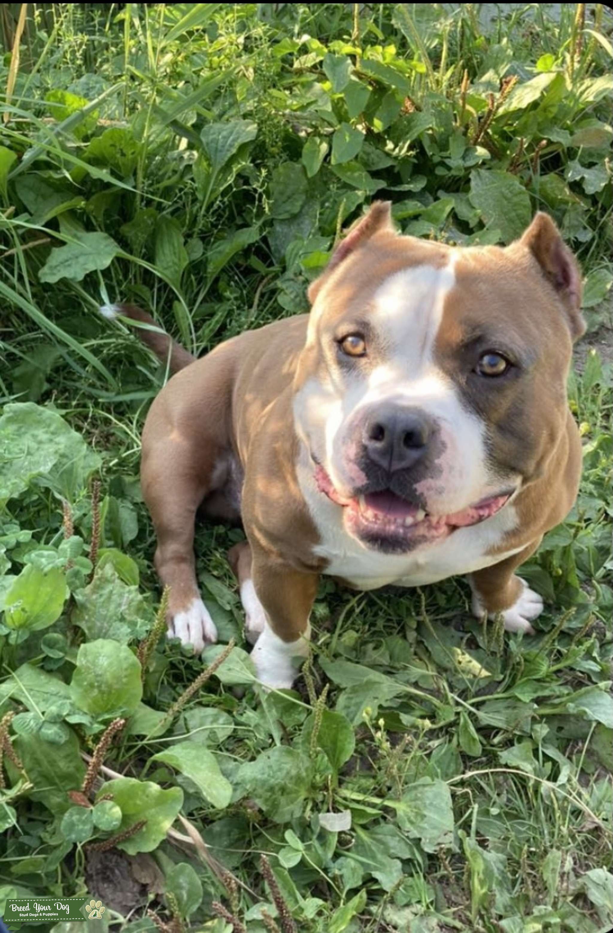 ABKC registered pocket bully Stormz for stud Stud Dog in Unites