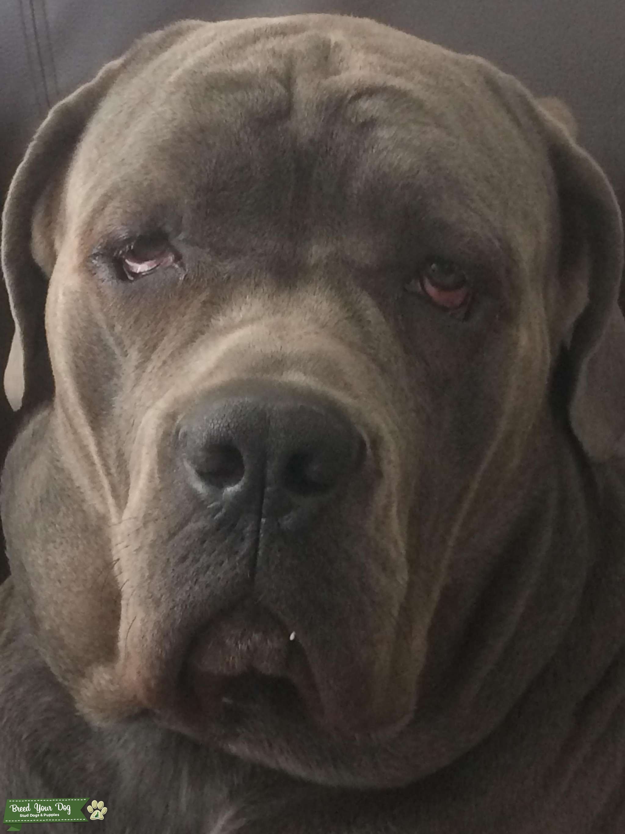 Stud Dog Stud Dog in London , United States Breed Your Dog