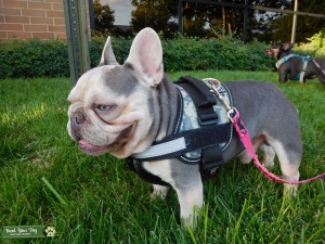 Lilac French bulldog mask less, quad, Listing Image