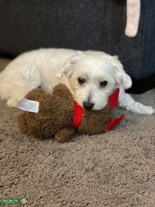 Maltese looking to have pups Listing Image