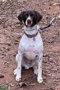 AKC Stud Listing Image