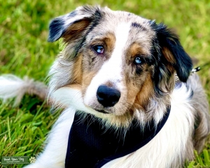 Australian Shepherd looking for a stud Listing Image