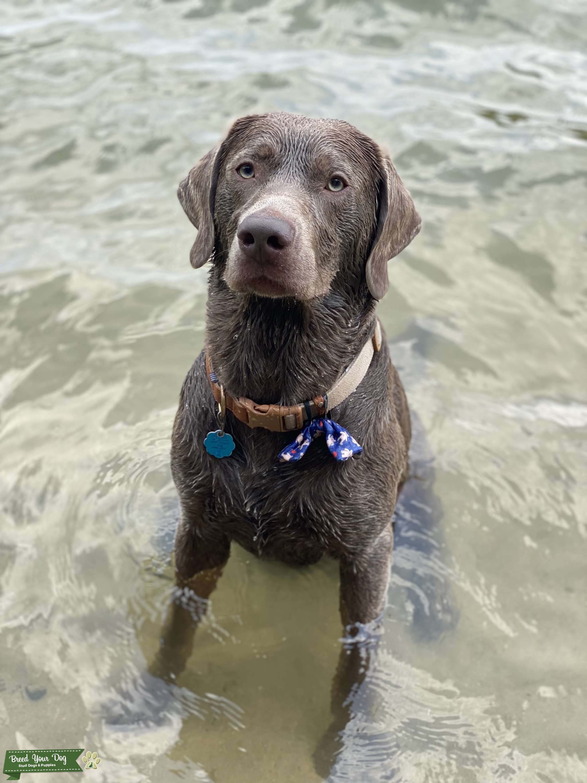 Silver Lab Stud 2 year old Stud Dog in South east , the United States Breed Your Dog