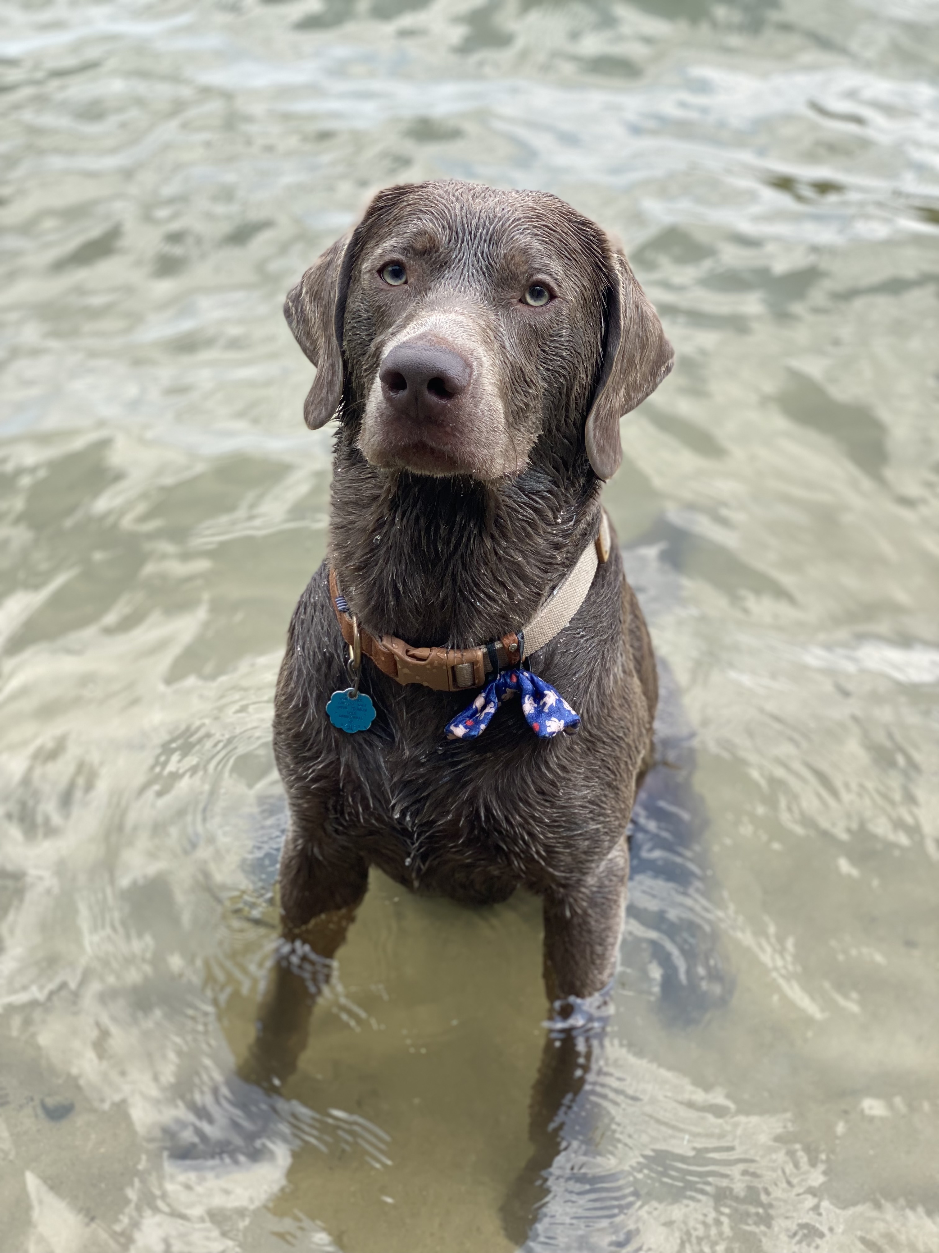 Silver Lab Stud 2 year old Stud Dog in South east , the United States Breed Your Dog