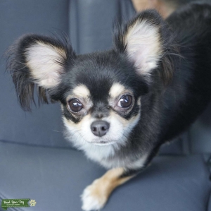 Purebred applehead chihuahua  Listing Image