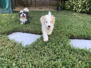 White & Tan Mini Bernedoodle F3  Listing Image