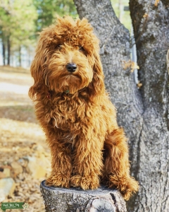 Mini Goldendoodle Listing Image