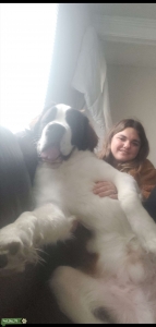 St Bernard crimped stud  Listing Image