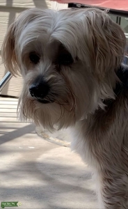 Stud Yorkie Listing Image