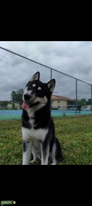 Siberian husky AKC papers Listing Image