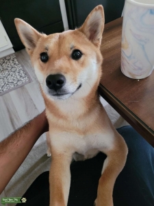 Shiba Inu Listing Image