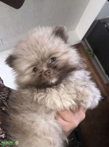 pomeranian stud Listing Image