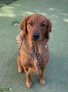 Golden Retriever  Listing Image