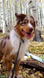 Red Merle Miniature Australian Shepherd  Listing Image