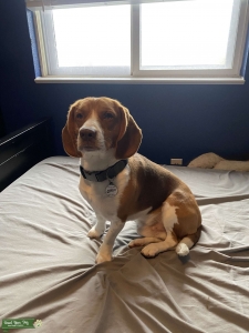 Chocolate Beagle Listing Image