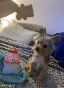 Small Yorkiechi  Listing Image