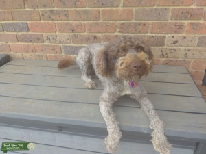 My pedigree stud is looking for a mate Listing Image