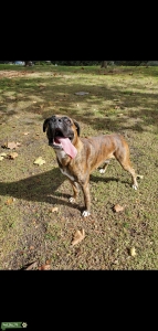 LENNOX THE GREAT at stud Listing Image