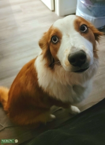 Blue-eyed Red Aussie Listing Image
