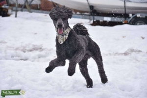 Blue Standard Poodle, 5 years old. Akc certified  Listing Image