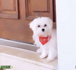 White Mini Male Maltese  Listing Image
