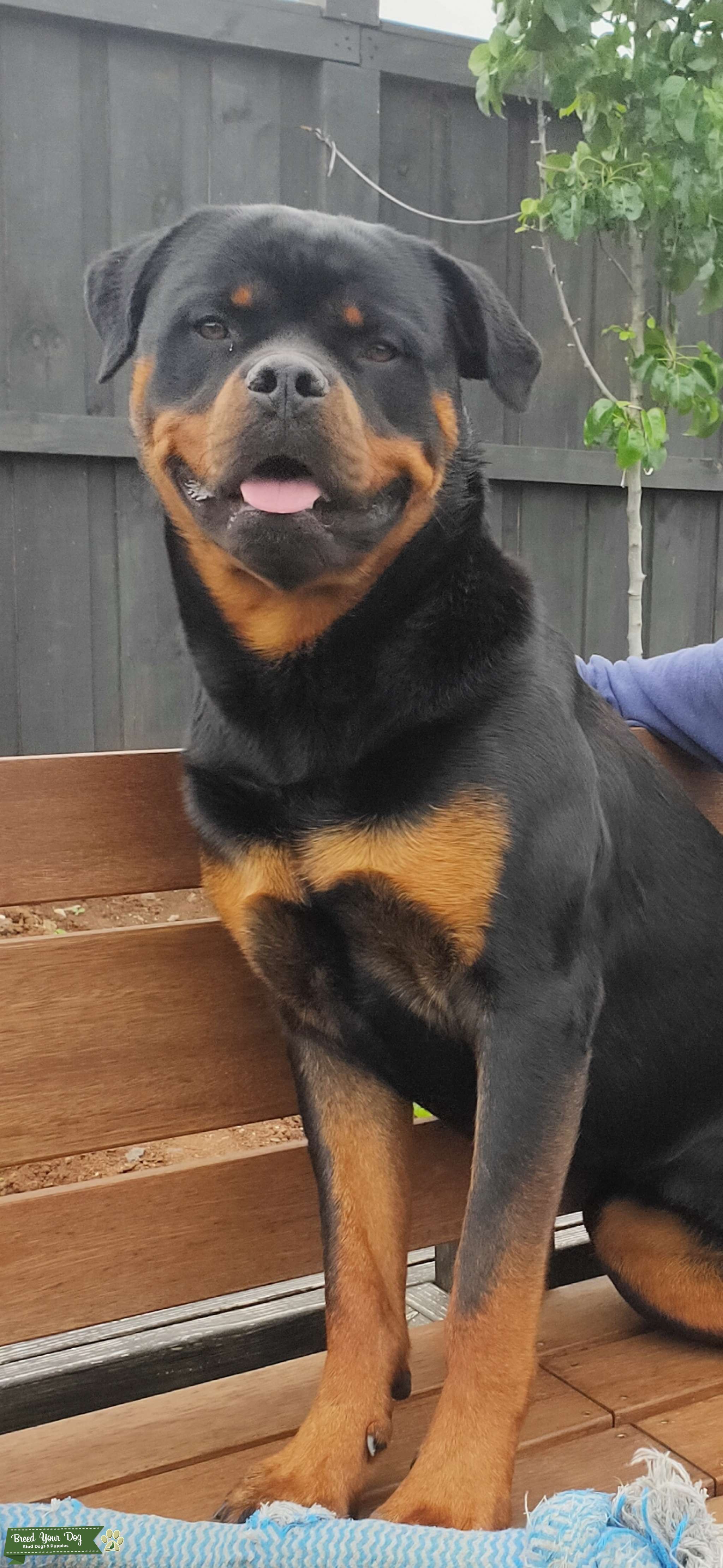 Rottweiler pure Stud Dog in Mernda, the United States Breed Your Dog