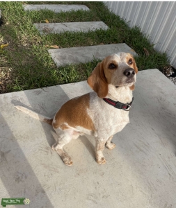 Lemon Beagle Stud Listing Image