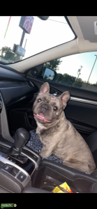 FRENCH BULLDOG, AKC STUD Listing Image