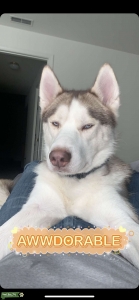 Husky Stud looking to mate Listing Image