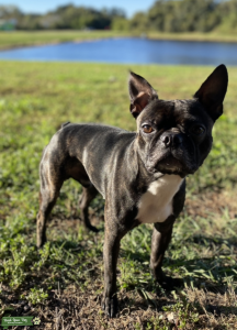 Black, Brindle And White Boston Terrier Stud Listing Image