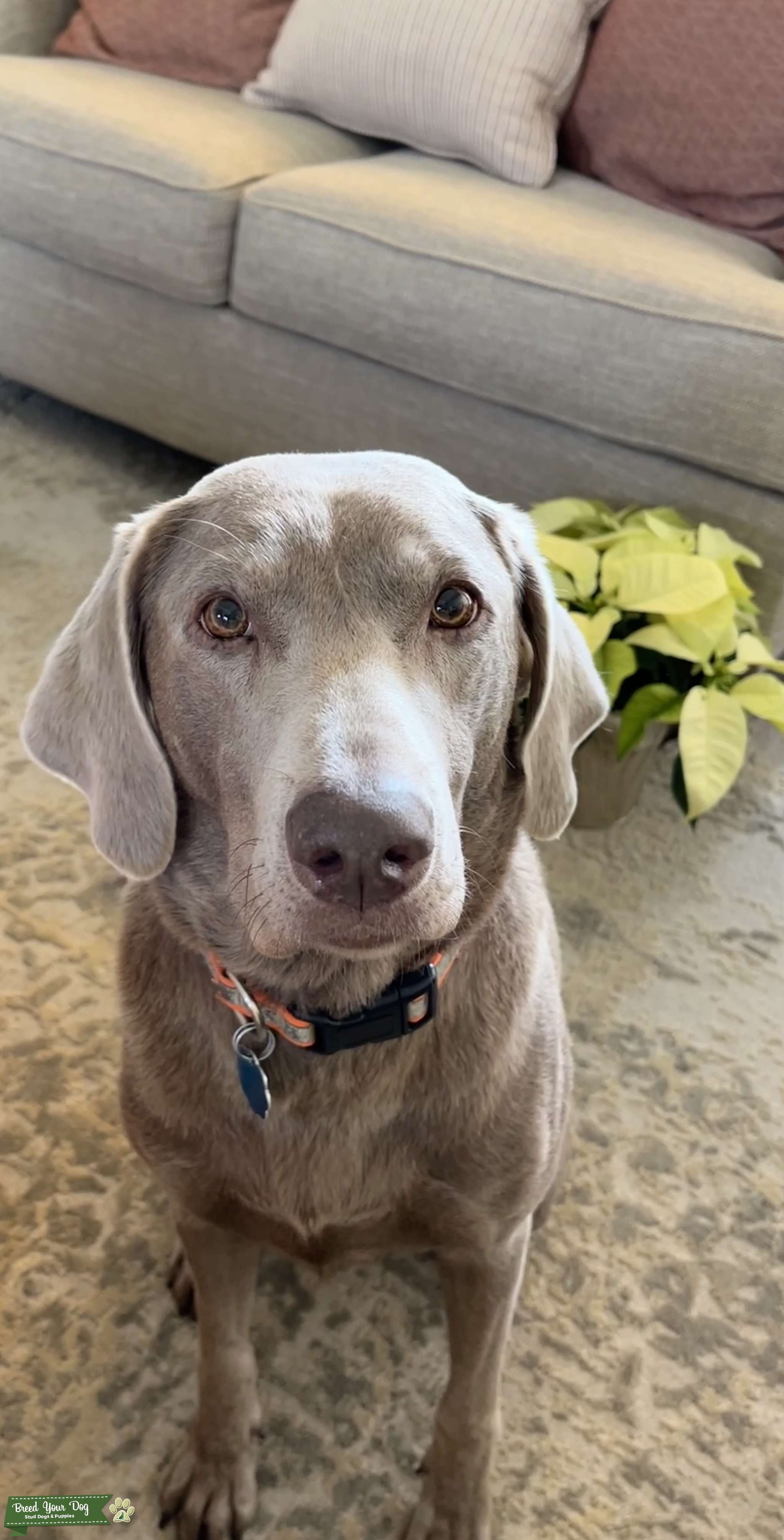 Silver Lab Stud Dog in Arkansas , the United States Breed Your Dog