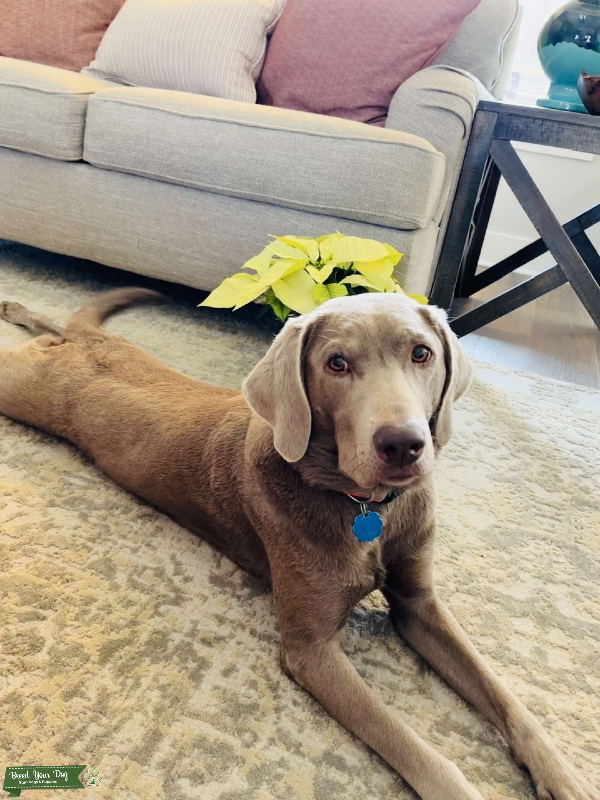 Silver Lab Stud Dog in Arkansas , the United States Breed Your Dog