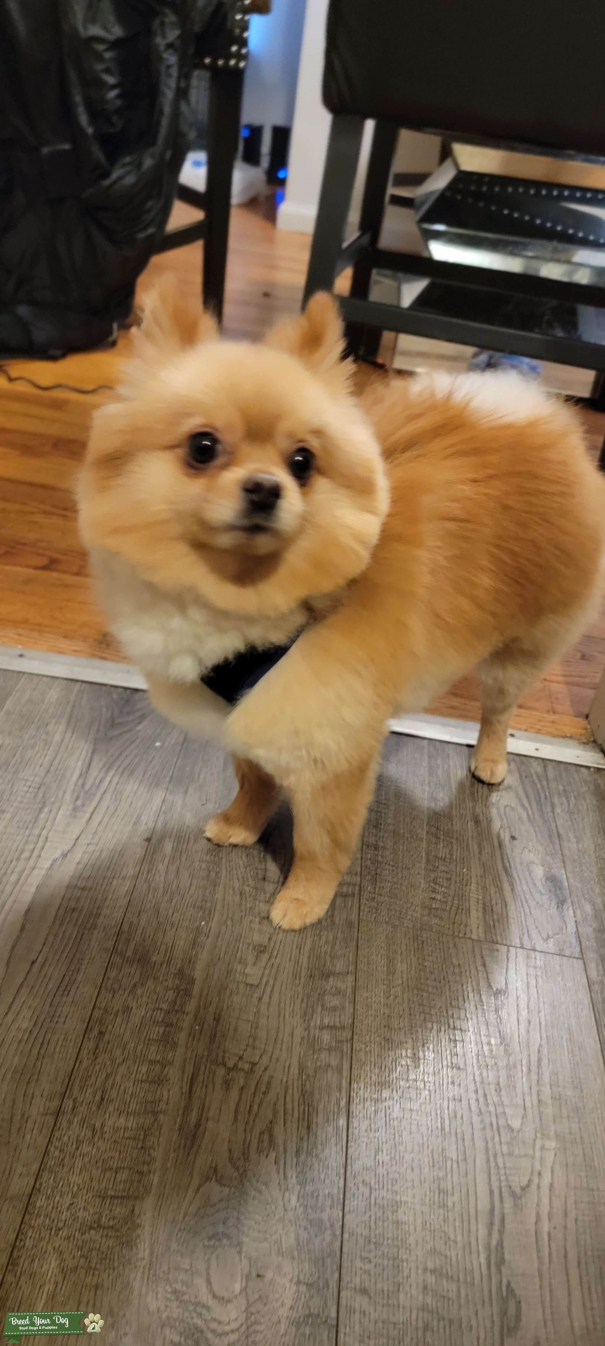 Amazing full pom/paperwork/shots Stud Dog Michigan Breed Your Dog