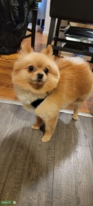Amazing full pom/paperwork/shots Listing Image