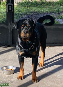 TCHALLAH THE STUD FOR SERVICE – GERMAN ROTTWEILER OF PURE PEDIGREE Listing Image