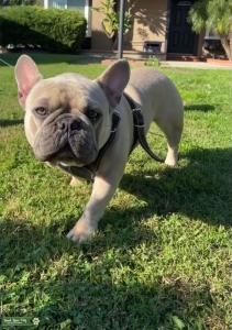 Blue Fawn French bulldog stud Listing Image