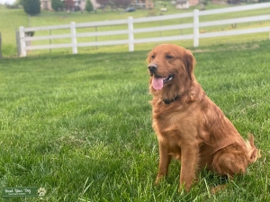 AKC Golden Retriever Stud - King Midas Listing Image