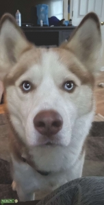 Handsome 3 Year OldSiberian Husky for Stud Listing Image