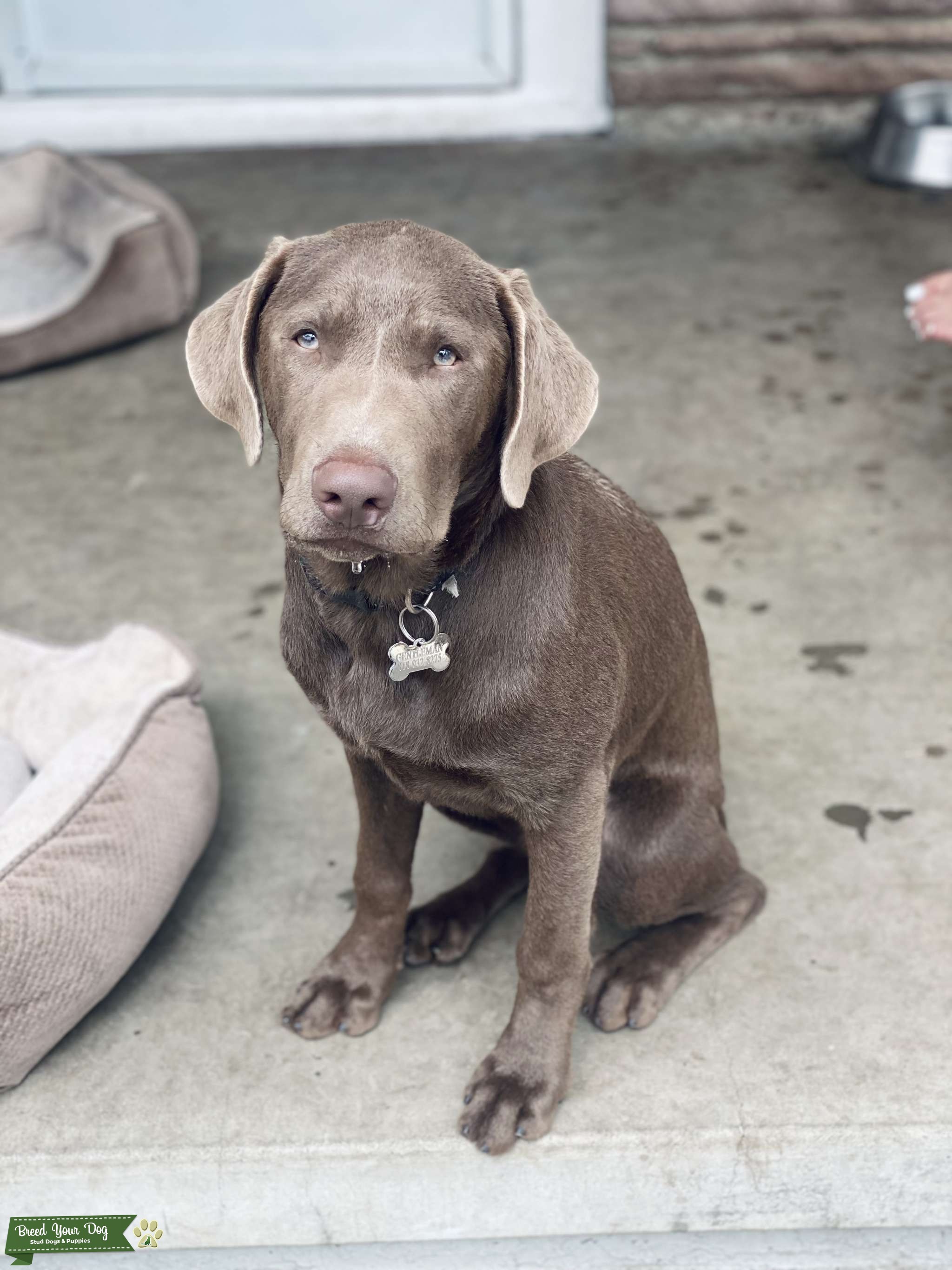 Silver Labrador Stud Dog in Los Angeles, CA, the United States Breed Your Dog