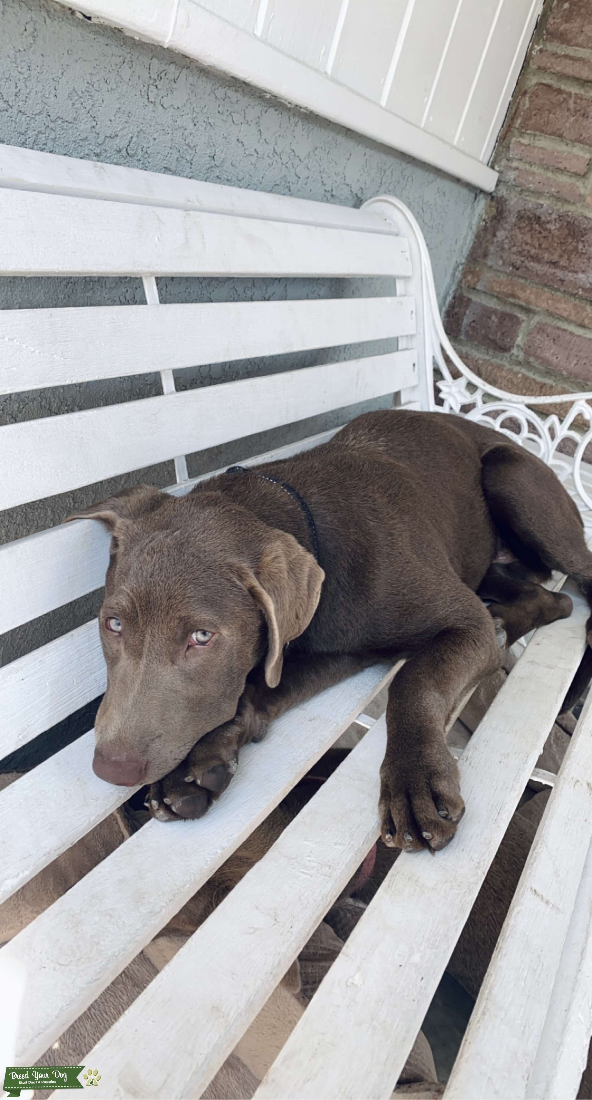 Silver Labrador Stud Dog in Los Angeles, CA, the United States Breed Your Dog