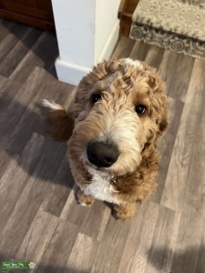Goldendoodle ready to Stud in Hagerstown  Listing Image