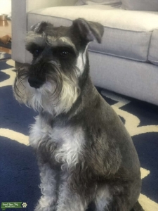 Handsome dog! Listing Image