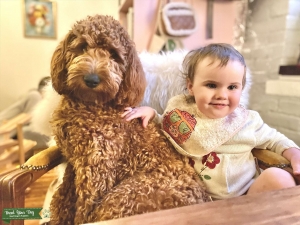 F1b Apricot Miniature Goldendoodle - Proven - Health/Genetics cleared Listing Image