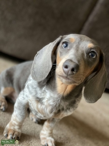 Blue Piebald Miniature Dachshund Listing Image