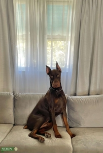 Purebred Dobermann AKC Listing Image