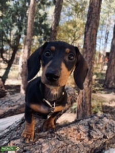 Mini short hair Dachshound  Listing Image